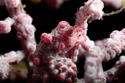 Pygmy Seahorse by Wei-Lun Hsieh 